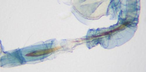 Caloptilia hemidactylella